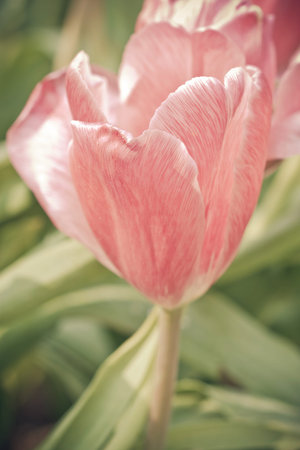 Beautiful pink tulips in the spring time