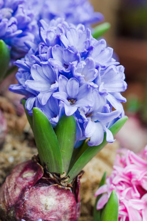 A group of purple or blue hyacinthus flowers in garden