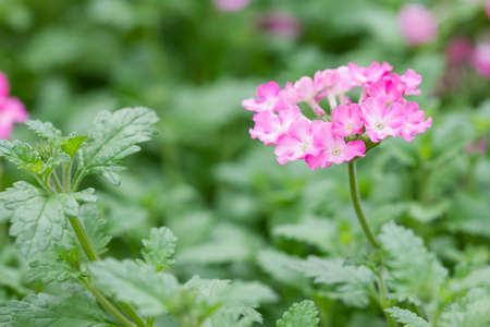 pink lantana camara flower on green backgroundの写真素材