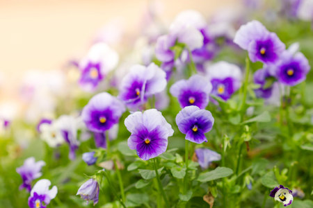 field of white and purple Pansy Flowers in Spring