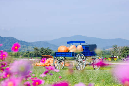 Blue wagon full of pumpkins in farmの写真素材