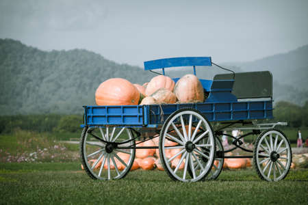 Blue wagon full of pumpkins in farmの写真素材