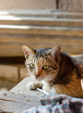 Tabby Catの写真素材