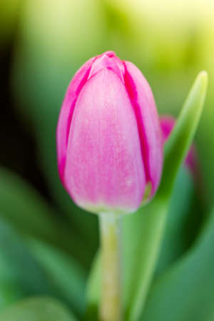 pink tulips flower in gardenの写真素材