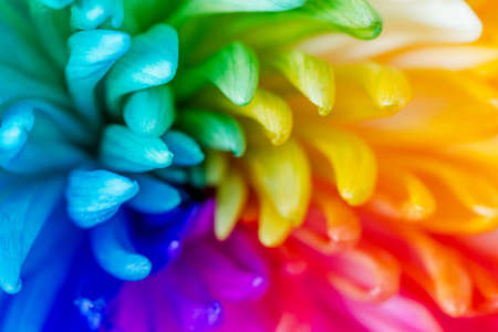 Colorful of rainbow Chrysanthemum flower, background texture.の写真素材