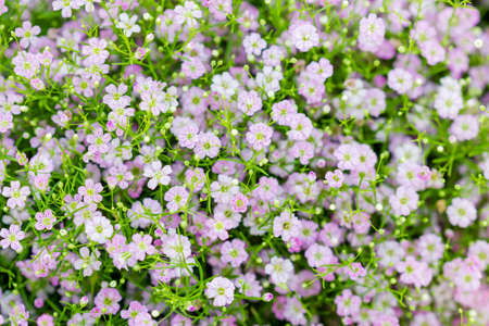 Background of little pink flowers blooming bushの写真素材