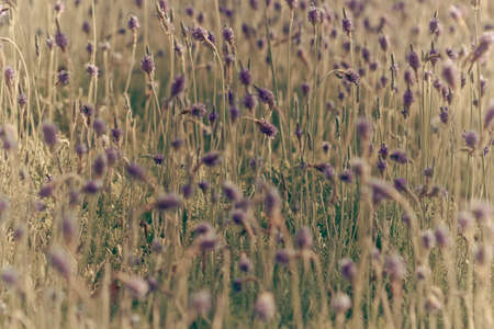 Closeup of purple lavender flowers in the fieldの写真素材