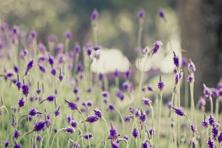 Closeup of purple lavender flowers in the field