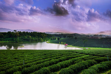 Tea plantation landscape at sunset, chiangrai Thailandの写真素材