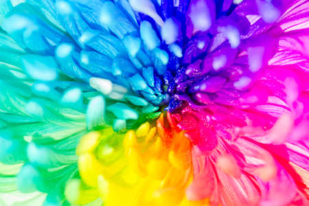 Colorful of rainbow Chrysanthemum flower, background texture.の写真素材