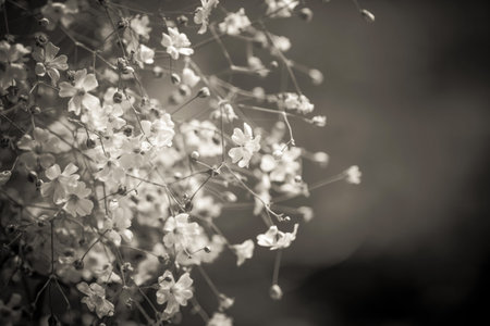 small white flowers in garden