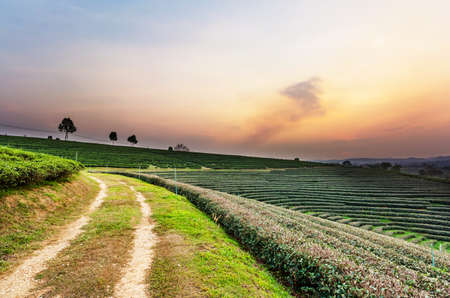 Sunset view of tea plantation landscape at Chiang rai, Thailand.の写真素材