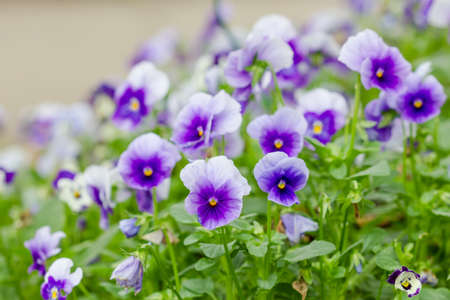 field of white and purple Pansy Flowers in Springの写真素材