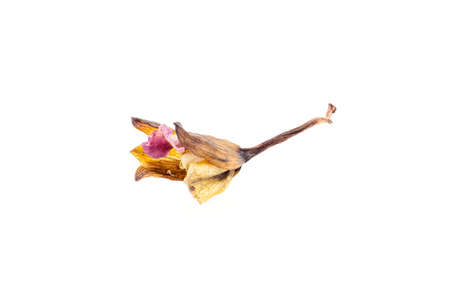 Dried orchid flower isolated on white background.の写真素材