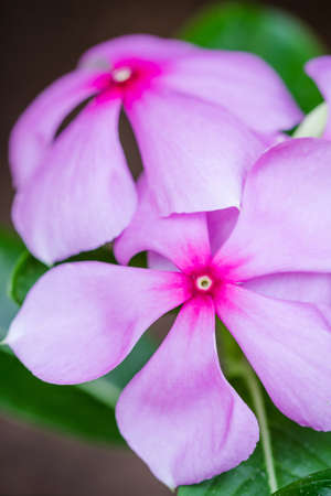 beautiful pink vinca flowers (madagascar periwinkle) in gardenの写真素材