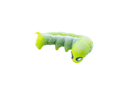 green worm isolated on white backgroundの写真素材