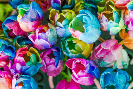 Colorful of rainbow tulips flower in gardenの写真素材