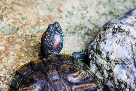 One Pond Red eared slider turtleの写真素材