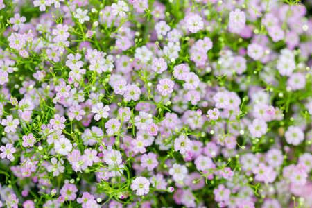 Background of little pink flowers blooming bushの写真素材