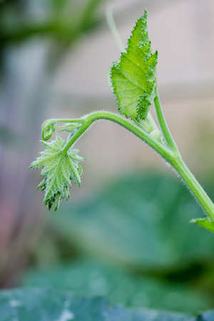 close up of pumpkin leaf in  plantの写真素材