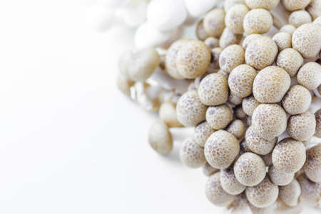 Fresh brown beech mushrooms or shimeji mushrooms on white backgroundの写真素材