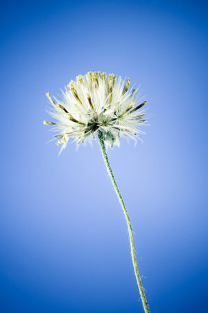 Beautiful white grass flower on blue background
