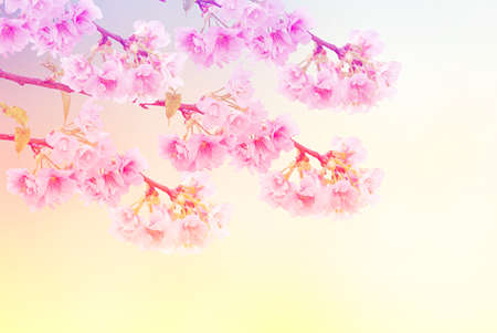 Beautiful flowers made with color filters, flower background.