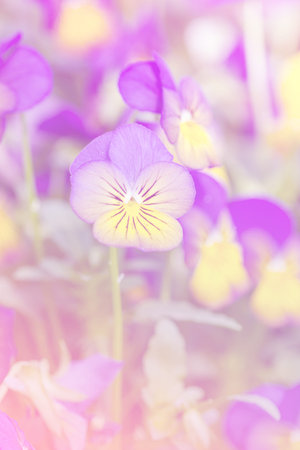 Beautiful flowers made with color filters, flower background.の写真素材