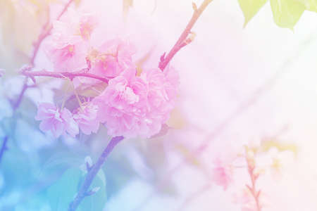 Beautiful flowers made with color filters, flower background.の写真素材