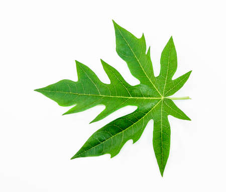 Single isolated leaf on a white backgroundの写真素材