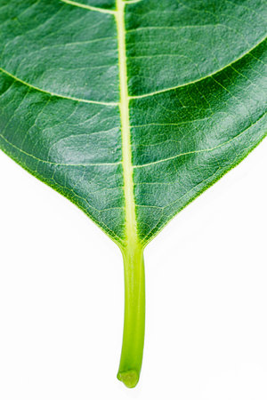 Closeup green leaf texture on white backgroundの写真素材