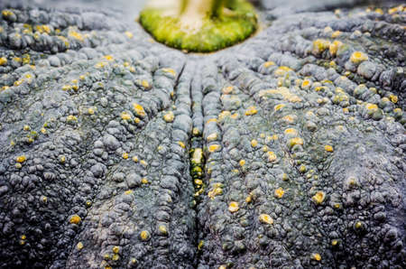 Closeup macro full frame on a ripe pumpkin skin, Pumpkin background.の写真素材