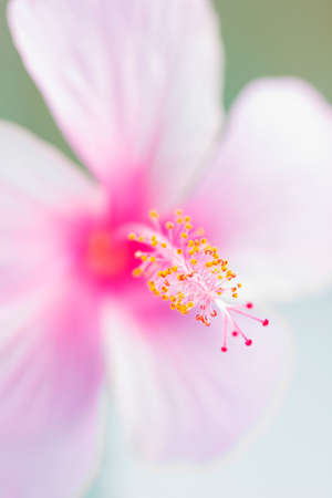 macro shot of hibiscus flower, flower background.の写真素材