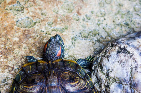 One Pond Red eared slider turtleの写真素材