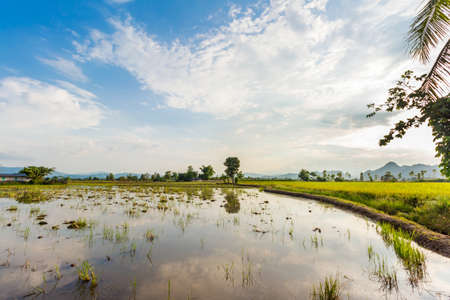 rice field in flooding season at chiangrai, Thailand.の写真素材