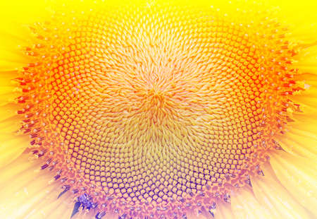 Beautiful flowers made with color filters, flower background.の写真素材