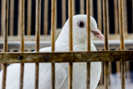 White dove in the cage, Pigeon locked in a cage.の写真素材