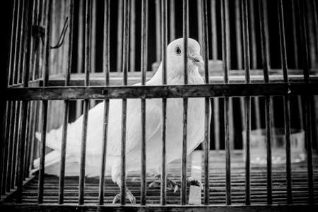 White dove in the cage, Pigeon locked in a cage.の写真素材