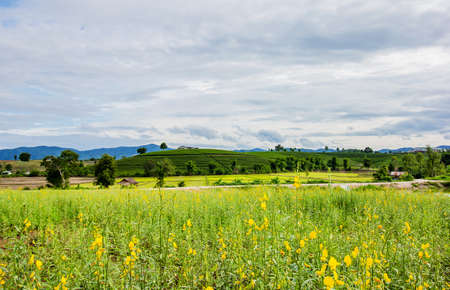 sunhemp flower on tea plantation landscape at Chiang rai, Thailand.の写真素材