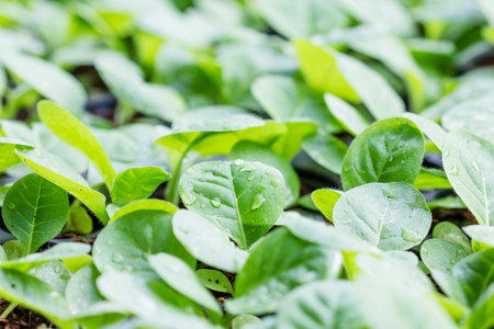Tobacco cultivation young plants planting, the leaves are covered with rain drops.