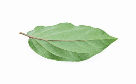 Single isolated leaf on a white backgroundの写真素材