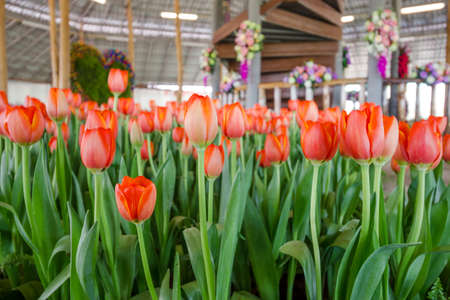 Orange tulip flowers close-upの写真素材