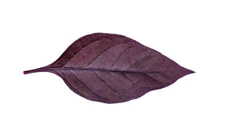 Single isolated leaf on a white backgroundの写真素材