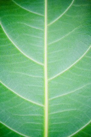 Texture of a green leaf as background