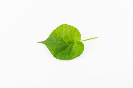Single isolated leaf on a white background