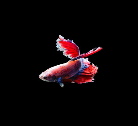 Capture the moving moment of siamese fighting fish isolated on black background. Betta fish