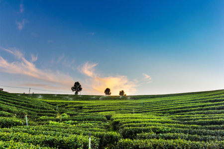 Sunset view of tea plantation landscape at Chiang rai, Thailand.