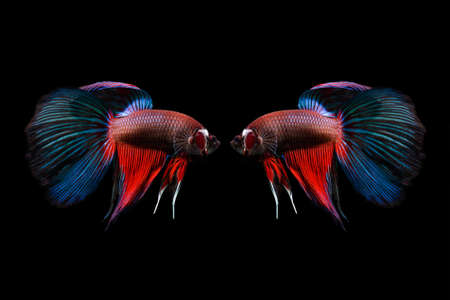 Capture the moving moment of siamese fighting fish (Betta splendens) isolated on black background.の写真素材