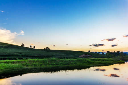 Sunset view of tea plantation landscape at Chiang rai, Thailand.の写真素材