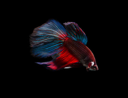 Capture the moving moment of siamese fighting fish (Betta splendens) isolated on black background.の写真素材
